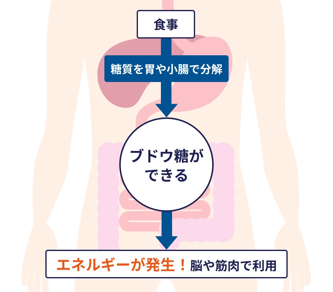 通常の糖質代謝の流れを示す図。食事で摂った糖質を胃や小腸で分解してブドウ糖ができ、エネルギーが発生して脳や筋肉で利用される
